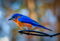 Eastern Bluebird