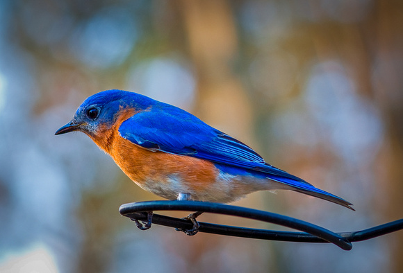 Eastern Bluebird