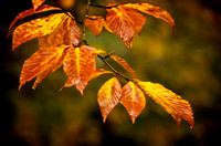 Elm Leaves in a Fall Shower